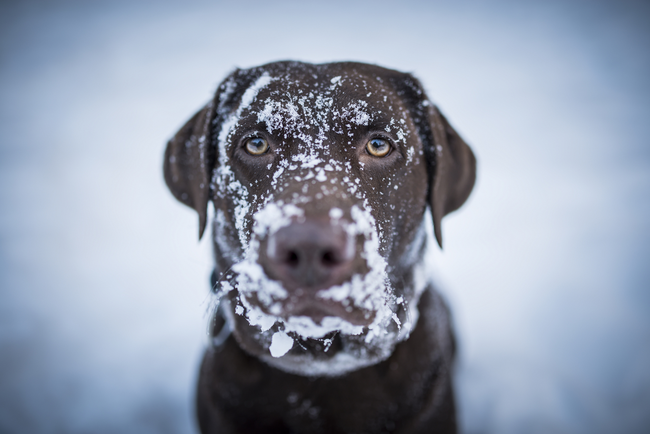 Hund med snø i ansiktet.